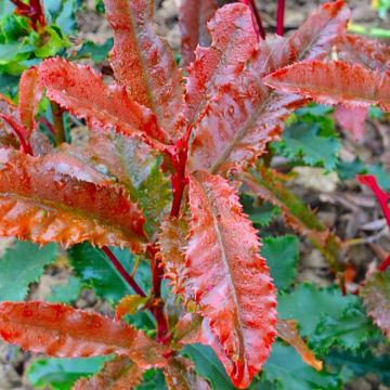 Photinia serratifolia 'Crunchy' - Evergreen Crinkley Red Robin Photinia Shrub