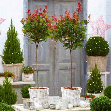 BLACK FRIDAY DEAL - Pair of Evergreen Photinia Chico - Little Red Robin Trees in Festive Baskets