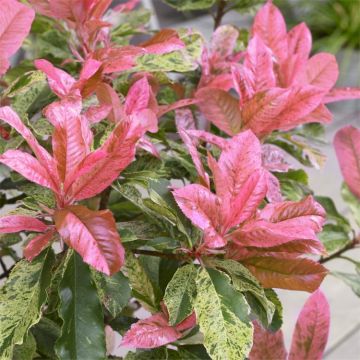 Pink Crispy Photinia Bush - Perfect for Patio Planters or the Garden