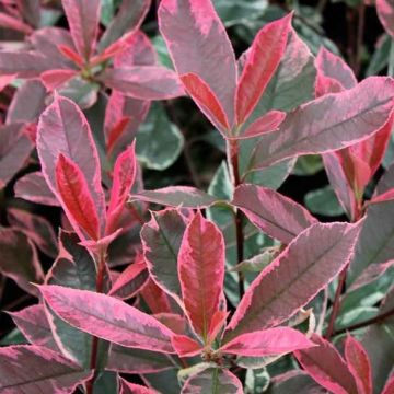 Hardy Evergreen Photinia cassini Pink Marble - Standard Topiary Trees - circa 130-150cm