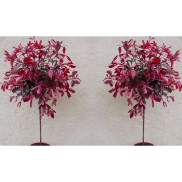 PAIR of Hardy Evergreen Photinia PINK MARBLE Standard Topiary Trees - 120cms
