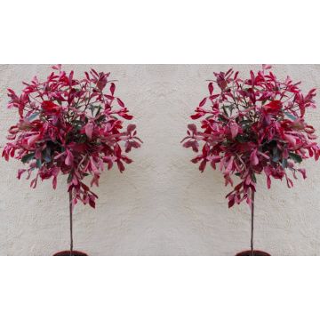 PAIR of Hardy Evergreen Photinia PINK MARBLE Standard Topiary Trees - 100cms