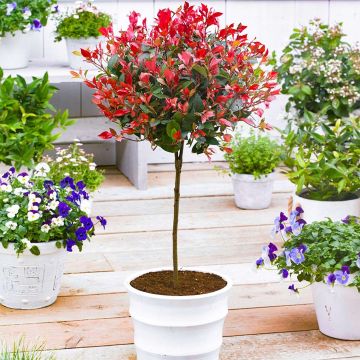 Photinia Red Robin -  Evergreen Lollipop Tree - circa 100cms