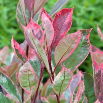 Photinia fraseri Louise - Variegated Red Robin Plants