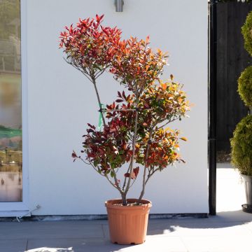 Photinia 'Red Robin' - Pom Pom Topiary Tree - Large Specimen - circa 160-180cm