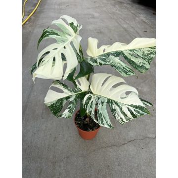 Monstera deliciosa albo variegata - Variegated Swiss Cheese Plant - Very Heavily Variegated