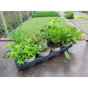 EIGHT Plant Ultimate Kitchen Garden Herb Collection