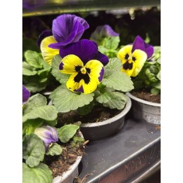 Pansy Yellow with Purple Wing - in Bud and Bloom