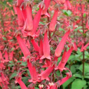 Phygelius capensis Red Emperor - Cape Fuchsia