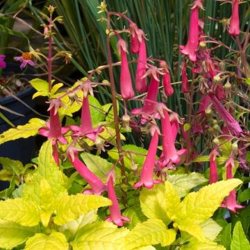 Phygelius x rectus Sunshine - Cape Fuchsia