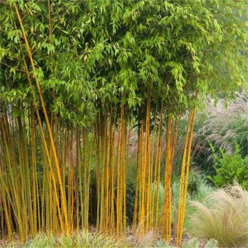 Phyllostachys aurea aureocaulis - Yellow-Groove Bamboo - 150-180cm