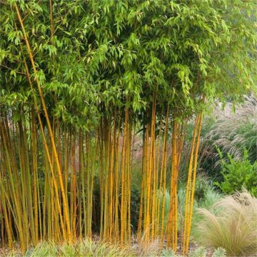 Phyllostachys aurea aureocaulis - Yellow-Groove Bamboo - 180-200cm