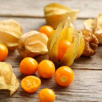 SUPER FRUIT - Physalis peruviana - Inca Berry or Cape Gooseberry