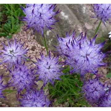 Phyteuma scheuchzeri Blue Impression