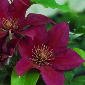 Clematis Picardy