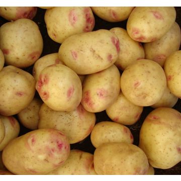Picasso - Main Crop Seed Potatoes - Pack of 10