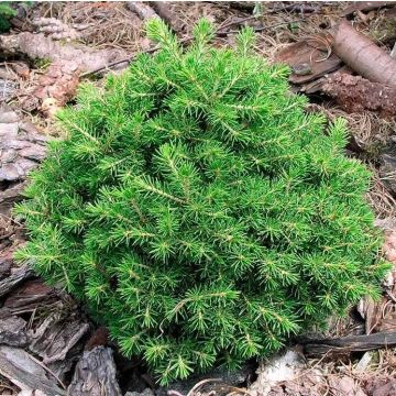 Picea abies Maxwellii