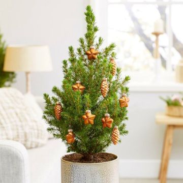 Contemporary Christmas Tree circa 45-50cm tall