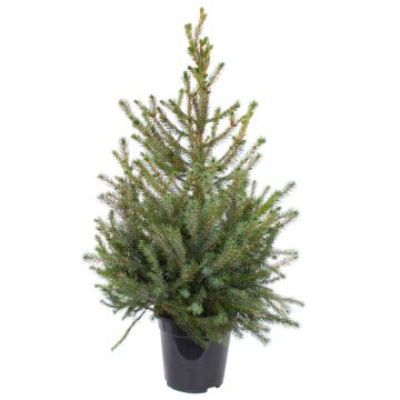 Silver Spruce Christmas Tree - circa 160-190cm - Real Christmas Tree Picea Omorika