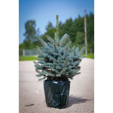 Luxury Fresh Christmas Tree - Pot Blue Spruce (Picea pungens glauca) 80-100cm - FOR IMMEDIATE DISPATCH