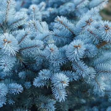 SPECIAL DEAL - Picea glauca Super Blue - Bushy Blue Spruce Tree circa 80-100cm tall