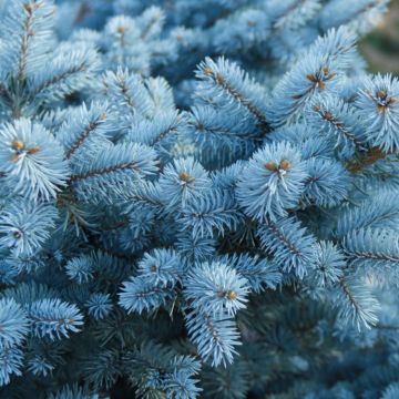 Picea glauca Super Blue - Bushy Blue Spruce Tree circa 80-100cm tall