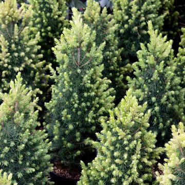 Picea glauca 'Rainbow's End' - White Spruce