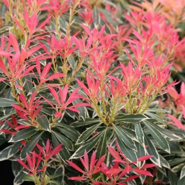 Pieris japonica Flaming Silver