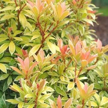 Pieris japonica Little Goldy