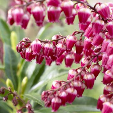 Pieris japonica 'Passion' - Exclusive Lily of the Valley Shrub - LARGE Plant