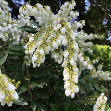 Pieris japonica Prelude