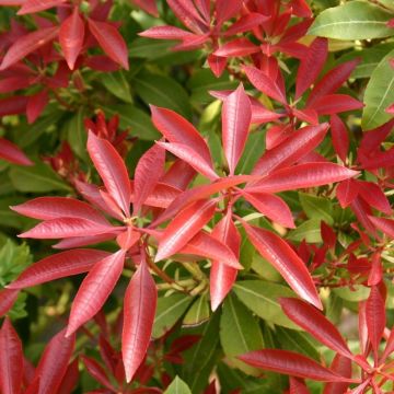 Pieris japonica Red Mill - Lily of the Valley Shrub