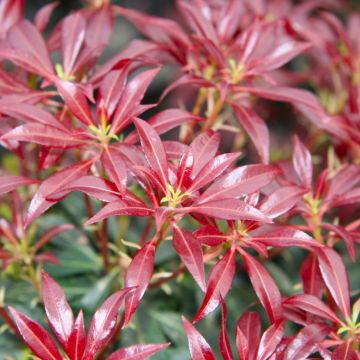 Pieris japonica Katsura - Flame of the Forest