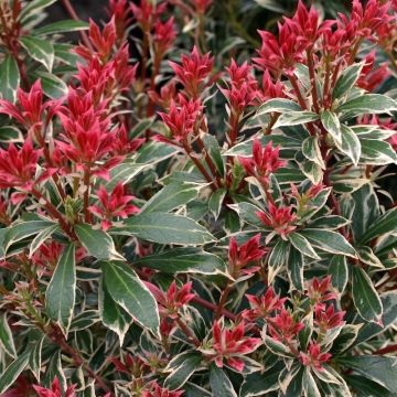 Pieris japonica Little Heath - Evergreen Lily of the Valley Shrub