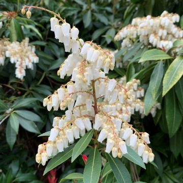 Pieris japonica Temple Bells - Lily of the Valley Shrub