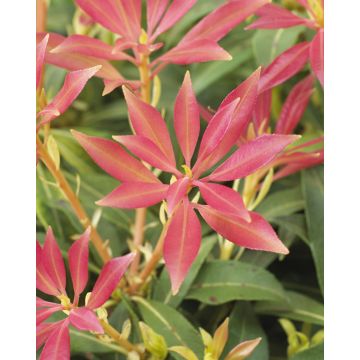 Pieris Forest Flame - Lily of the Valley Shrub