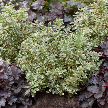 Pieris japonica 'Little Frosty'