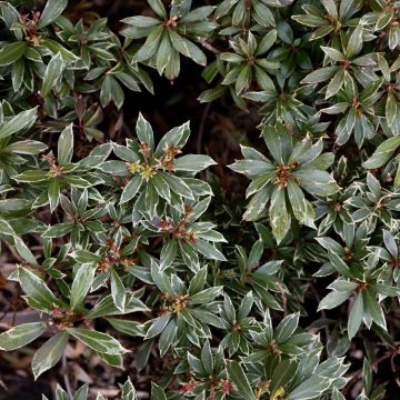 Pieris japonica 'Flaming Silver' - Evergreen Pieris