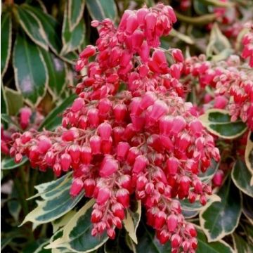 Pieris japonica Polar Passion - Passion Frost - Evergreen Lily of the Valley Shrub