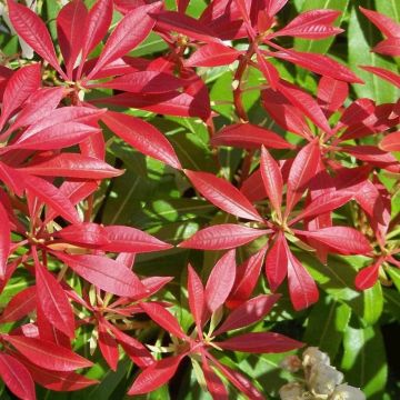 Pieris Mountain Fire