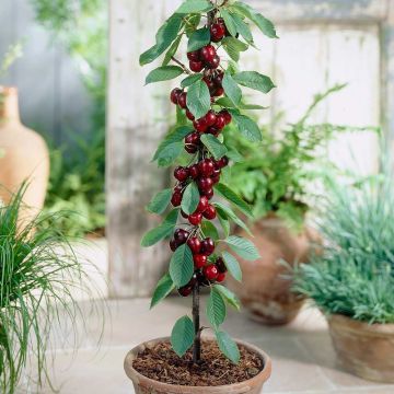 Cherry - Prunus Avium Van - Patio Pillar Fruit Tree