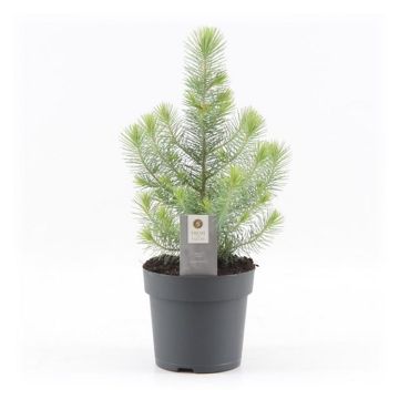 BLACK FRIDAY DEAL - Mini Christmas Tree - Silver Crest Pine