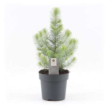 WINTER SALE  - Mini Christmas Tree - Silver Crest Pine