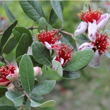 Feijoa Sellowiana - Pineapple Guava - Acca sellowiana