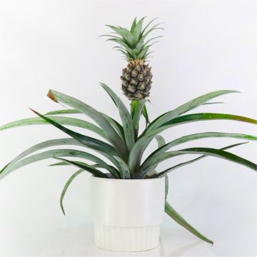 MOTHERS DAY - Pineapple Plant - Ananas cosmosus