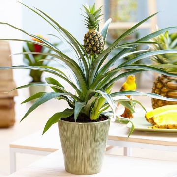 BLACK FRIDAY DEAL - Ananas - Indoor Pineapple Plant