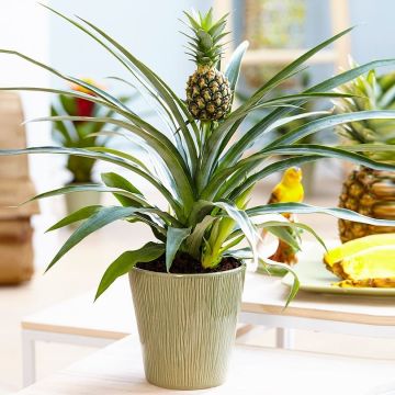 SPECIAL DEAL - Ananas - Indoor Pineapple Plant