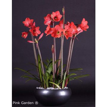 Multiflora Amaryllis Pink Garden