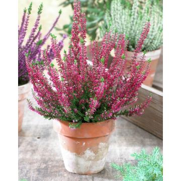 Heathers - Pack of 12 DEEP PINK Flowering Heather Plants