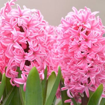 Pink Hyacinths in Bud